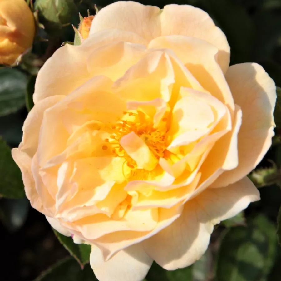 Róże historyczne - róże pnące ramblery - Róża - Ghislaine de Féligonde - Szkółka Róż Rozaria