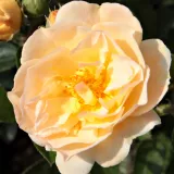 Starinske vrtnice - rambler - rumena - Zmerno intenzivni vonj vrtnice - Rosa Ghislaine de Féligonde - Na spletni nakup vrtnice