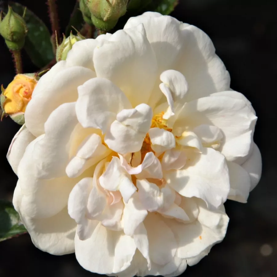 żółty - Róża - Ghislaine de Féligonde - Szkółka Róż Rozaria