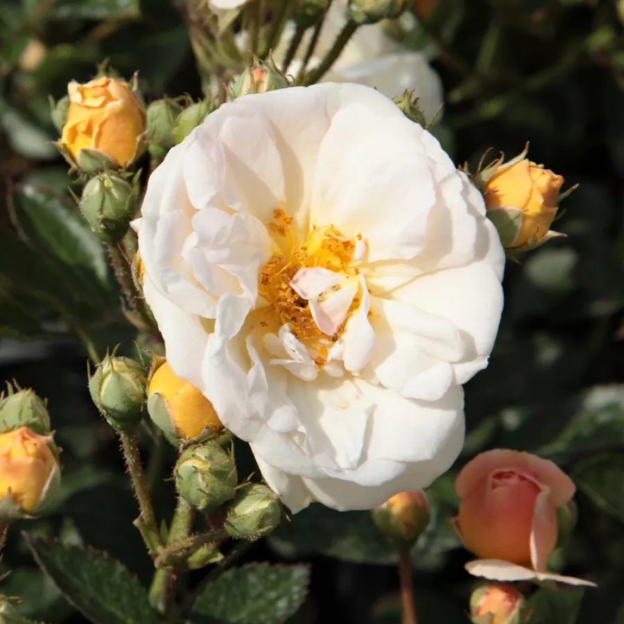 Rosa mediamente profumata - Rosa - Ghislaine de Féligonde - Produzione e vendita on line di rose da giardino