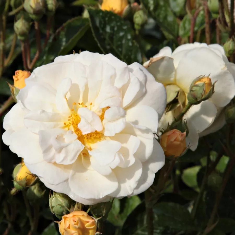 - - Rosa - Ghislaine de Féligonde - Produzione e vendita on line di rose da giardino