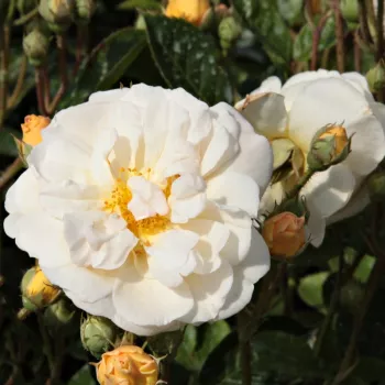Rosa melocotón con tonos blancos - Rosas antiguas (rambler)