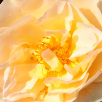 Narudžba ruža - Starinske ruže - Climber - žuta boja - srednjeg intenziteta miris ruže - Ghislaine de Féligonde - (100-300 cm)