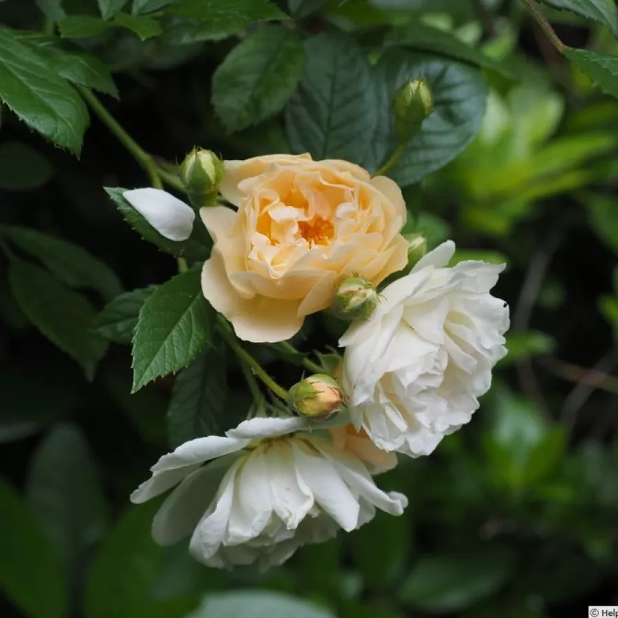 Stromkové růže - Stromková růže s drobnými květy - Růže - Ghislaine de Féligonde - 