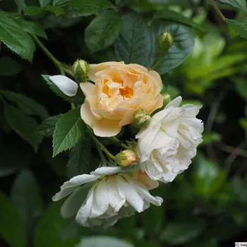 Rosa Ghislaine de Féligonde - galben - trandafiri pomisor - Trandafir copac cu trunchi înalt – cu flori mărunți