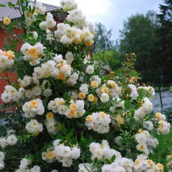 Galben deschis alternat cu alb - trandafiri pomisor - Trandafir copac cu trunchi înalt – cu flori mărunți