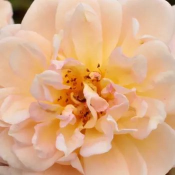 Pedir rosales - amarillo - árbol de rosas miniatura - rosal de pie alto - Ghislaine de Féligonde - rosa de fragancia moderadamente intensa - especia