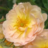Historická ruža - rambler - stredne intenzívna vôňa ruží - aróma korenia - žltá - Rosa Ghislaine de Féligonde