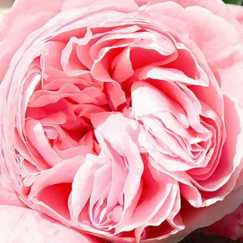 Online rózsa kertészet - rózsaszín - climber, futó rózsa - Giardina® - közepesen illatos rózsa - vanilia aromájú - (200-300 cm)