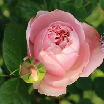 Rosa Giardina® - roz - trandafiri târâtori și cățărători, Climber