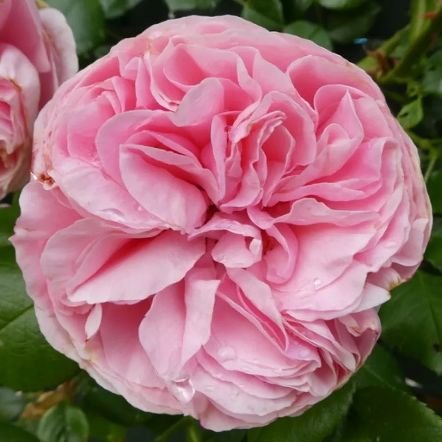 Różowy - Róża - Giardina® - 