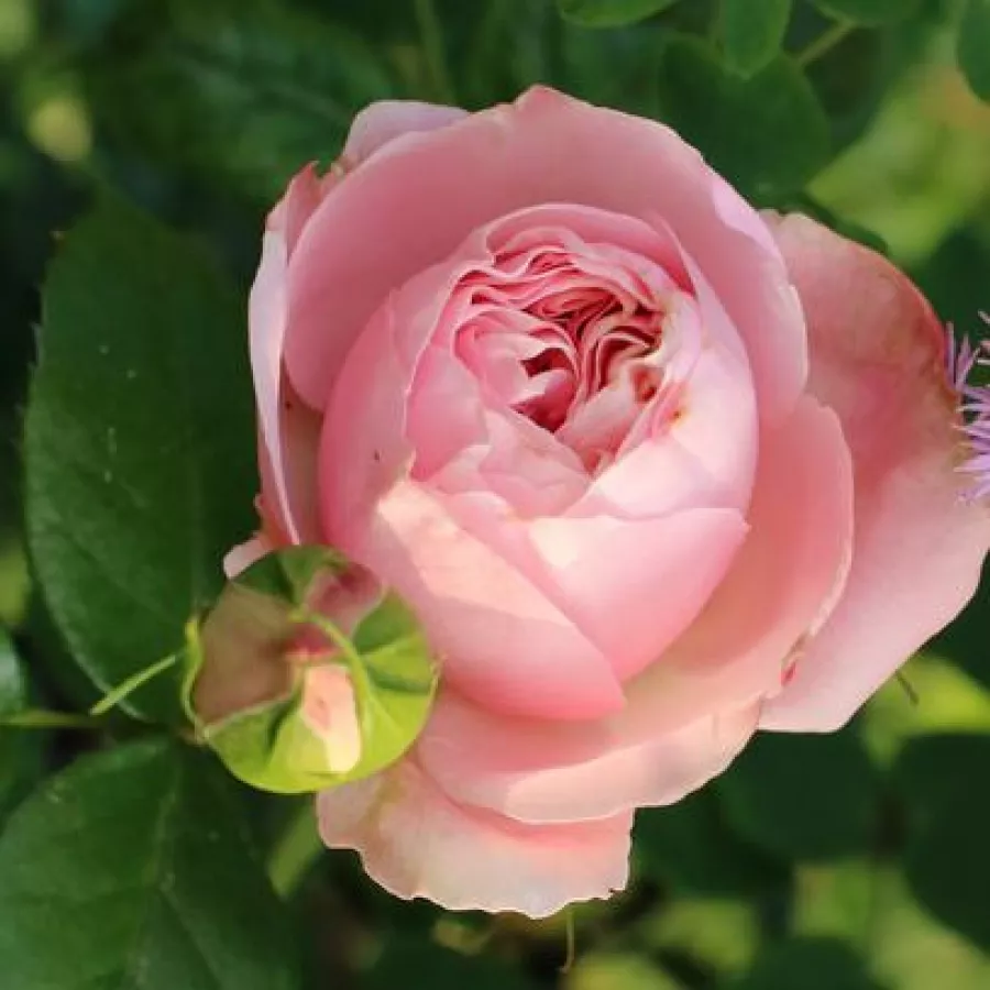 Trandafiri pomisor - Trandafir copac cu trunchi înalt – cu flori tip trandafiri englezești - Trandafiri - Giardina® - 