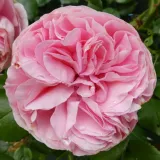 Ruža puzavica - srednjeg intenziteta miris ruže - sadnice ruža - proizvodnja i prodaja sadnica - Rosa Giardina® - ružičasta