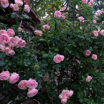 Rosa - climber, klätterros - medium doftande ros - vanilj