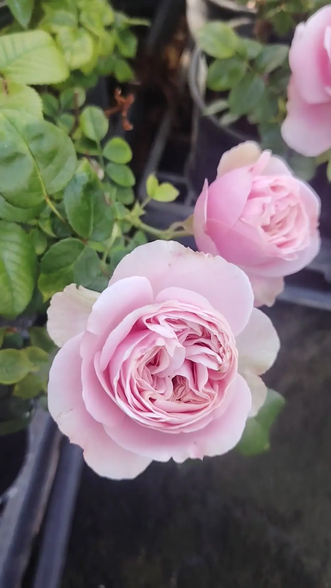 Pink - climber, climbing rose - Hexy - Rose Shopping Online