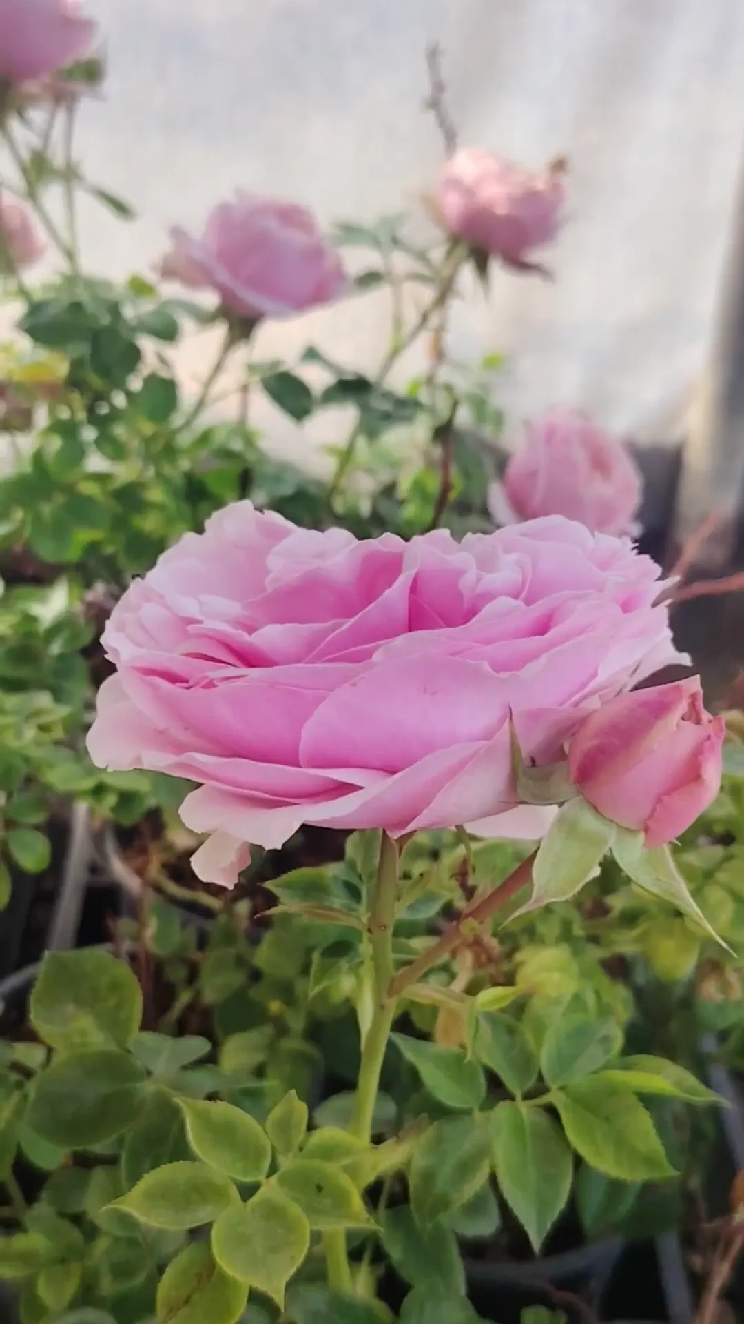 Pink - climber, climbing rose - Hexy - Rose Shopping Online