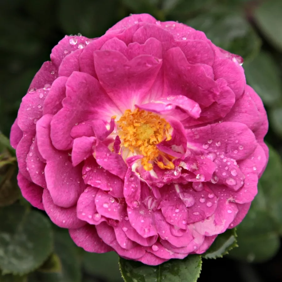 Bourbonská ruža - Ruža - Gipsy Boy - Ruže - online - koupit