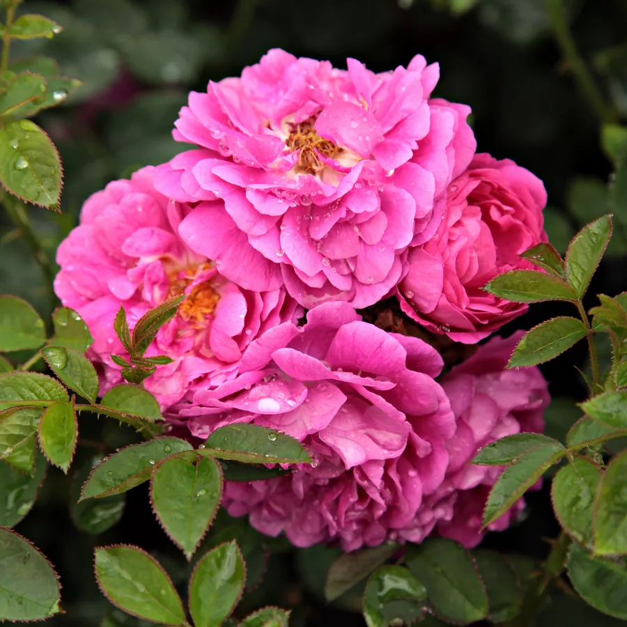 Porpora - Rosa - Gipsy Boy - Produzione e vendita on line di rose da giardino