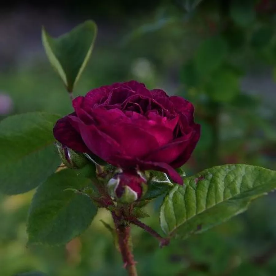 Trandafir cu parfum discret - Trandafiri - Gipsy Boy - Trandafiri online