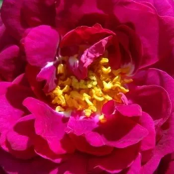 Rosen Shop - bourbonrosen - violett - Rosa Gipsy Boy - diskret duftend - Rudolf Geschwind - Ihre gefüllten Blüten blühen im Frühling und am Anfang des Sommers gruppenweise.