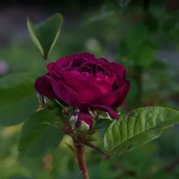 Rosa Gipsy Boy - púrpura - Árbol de Rosas Floribunda - rosal de pie alto- forma de corona tupida