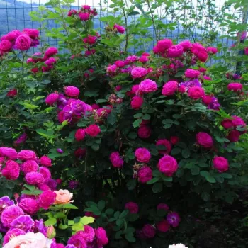 Bíborszínű - csokros virágú - magastörzsű rózsafa - diszkrét illatú rózsa - savanyú aromájú