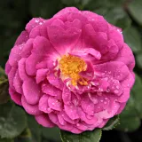 Bourbon vrtnice - Diskreten vonj vrtnice - vijolična - Rosa Gipsy Boy
