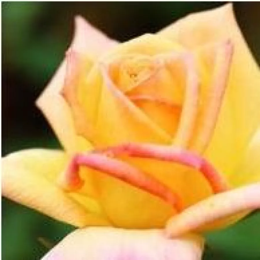 Róża wielkokwiatowa - Hybrid Tea - Róża - Gold Crown® - Szkółka Róż Rozaria