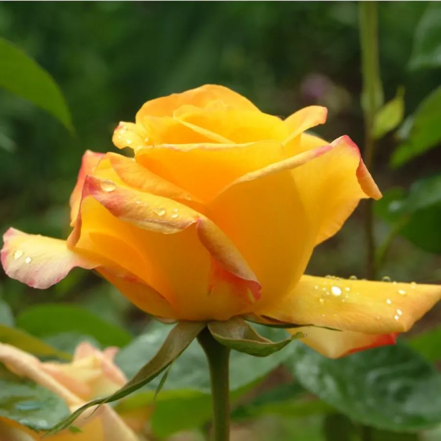 żółty - Róża - Gold Crown® - Szkółka Róż Rozaria