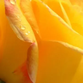 Online rózsa rendelés  - teahibrid rózsa - sárga - intenzív illatú rózsa - centifólia aromájú - Gold Crown® - (70-110 cm)