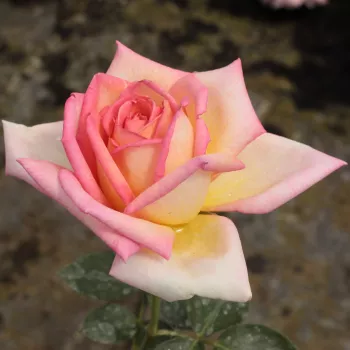 Amarillo claro - árbol de rosas híbrido de té – rosal de pie alto - rosa de fragancia intensa - centifolia