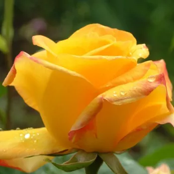 Rosa Gold Crown® - galben - trandafiri pomisor - Trandafir copac cu trunchi înalt – cu flori teahibrid