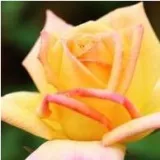 Gelb - teehybriden-edelrosen - stark duftend - Rosa Gold Crown® - rosen online kaufen