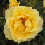 Sárga - törpe - mini rózsa - Online rózsa vásárlás - Rosa Gold Pin™ - diszkrét illatú rózsa - pézsmás aromájú