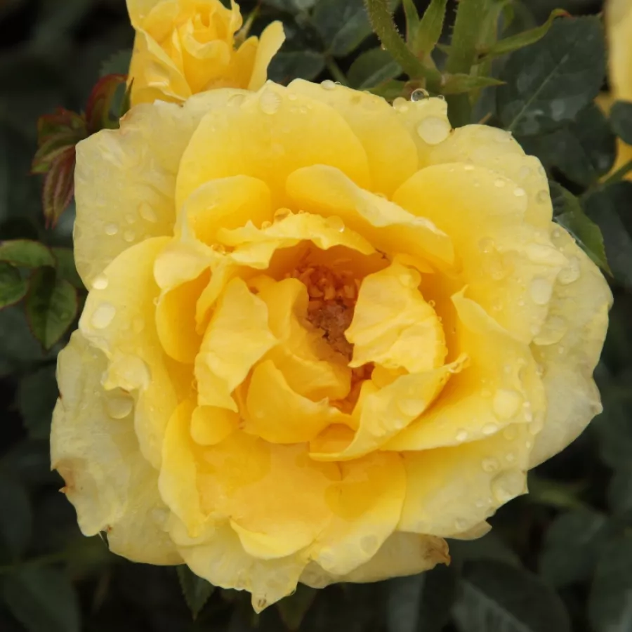 Trpasličia, mini ruža - Ruža - Gold Pin™ - Ruže - online - koupit