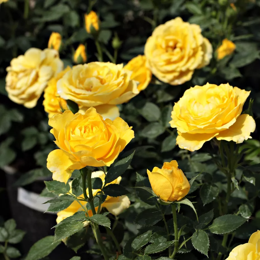 Amarillo - Rosa - Gold Pin™ - Comprar rosales online