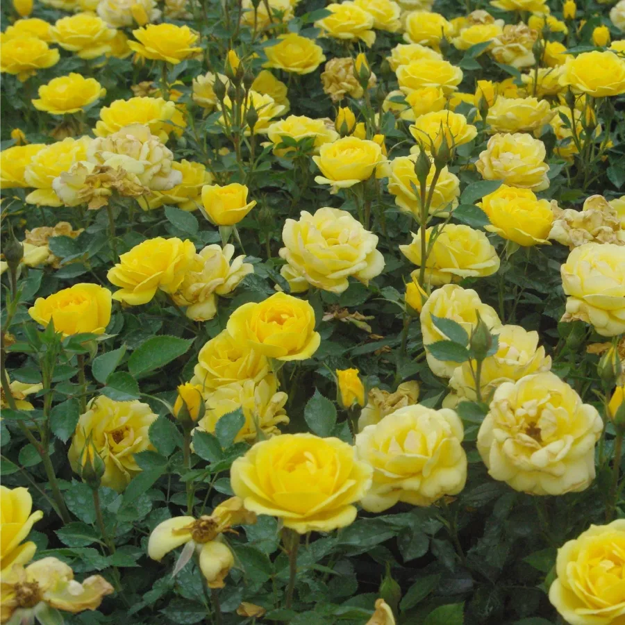 Gold Pin - Rosa - Gold Pin™ - Produzione e vendita on line di rose da giardino