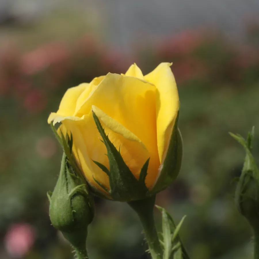 Stromkové růže - Stromková růže s drobnými květy - Růže - Gold Pin™ - 