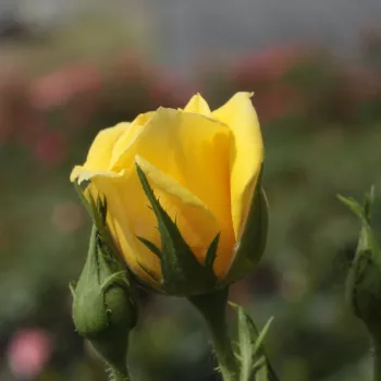 Rosa Gold Pin™ - galben - trandafiri pomisor - Trandafir copac cu trunchi înalt – cu flori mărunți