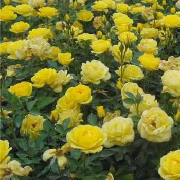 Jaskrawo złoty - róża pienna - Róże pienne - z drobnymi kwiatami