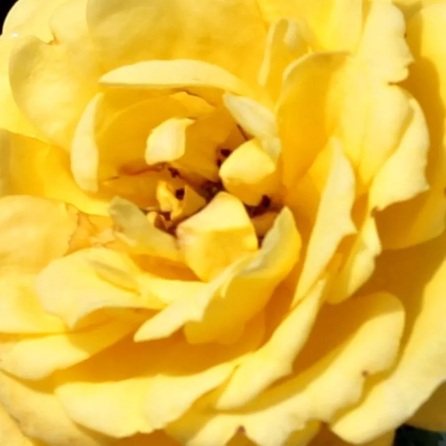 Completă - Trandafiri - Gold Pin™ - 