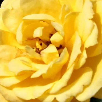 Rosa Gold Pin™ - rosa de fragancia discreta - Árbol de Rosas Miniatura - rosal de pie alto - amarillo - Mattock, John- forma de corona compacta - Rosal de árbol con flores pequeñas que florecen abundantemente.