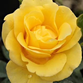 Róże krzewy, sadzonki - róże rabatowe grandiflora - floribunda - żółty - róża bez zapachu - Goldbeet - (120-150 cm)