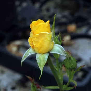 Rosa Goldbeet - žltá - stromčekové ruže - Stromkové ruže, kvety kvitnú v skupinkách