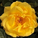 Sárga - Online rózsa rendelés - nem illatos rózsa - Rosa Goldbeet - csokros virágú - magastörzsű rózsafa