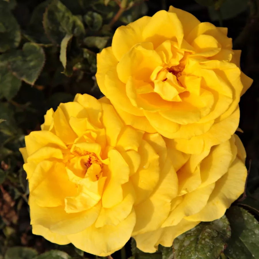 Floribundarosen - Rosen - Goldbeet - rosen online kaufen