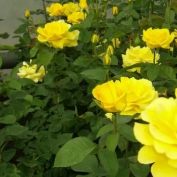 Amarillo oscuro - Rosas Floribunda   (120-150 cm)