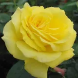 Sárga - virágágyi floribunda rózsa - Online rózsa vásárlás - Rosa Golden Delight - közepesen illatos rózsa - fűszer aromájú