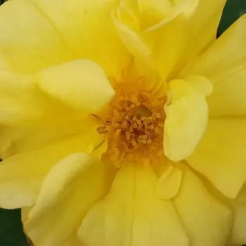 Rózsák webáruháza. - sárga - virágágyi floribunda rózsa - Golden Delight - közepesen illatos rózsa - fűszer aromájú - (50-60 cm)