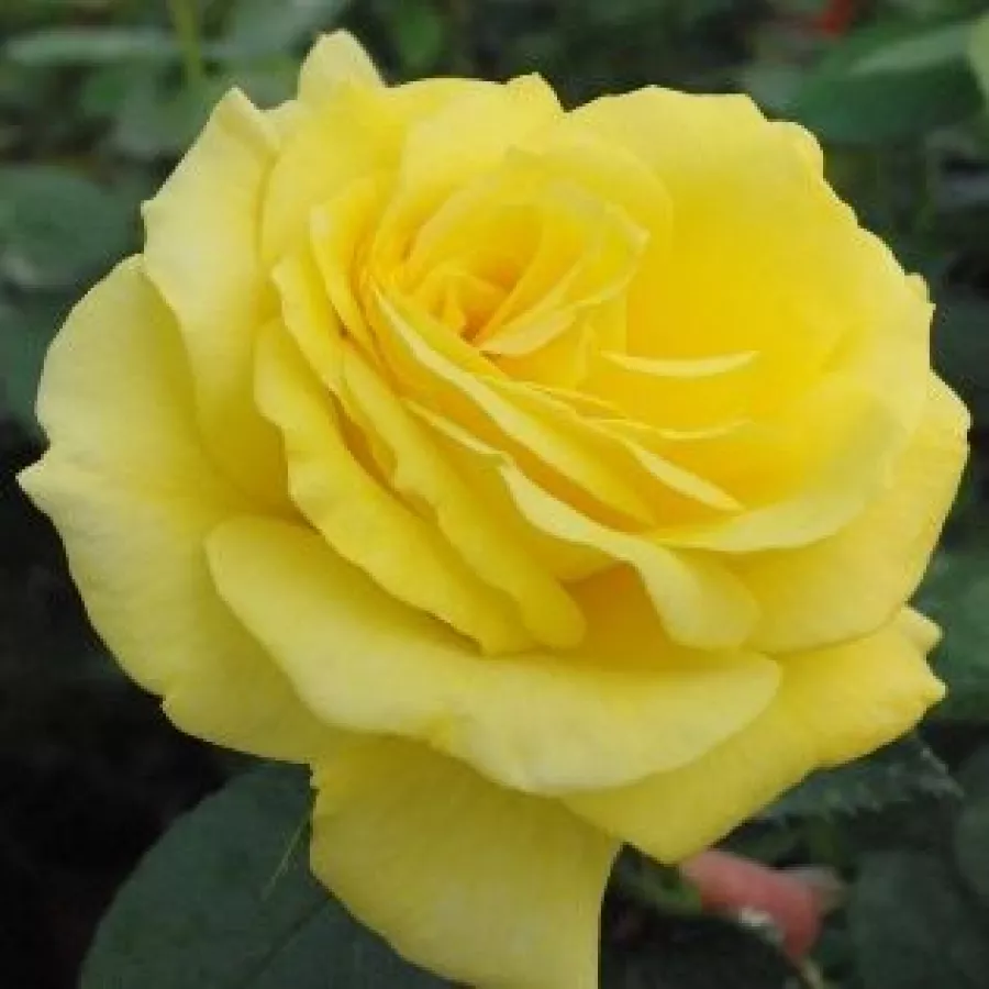 Róże rabatowe grandiflora - floribunda - Róża - Golden Delight - Szkółka Róż Rozaria